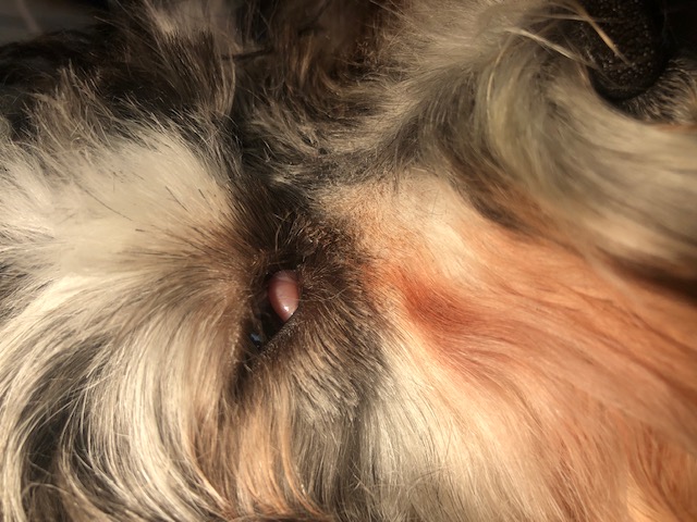 Cherry Eye