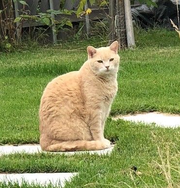 Illustrasjon av katt