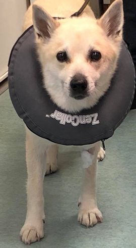 Illustrasjon av oppblåsbar halskrage til hund