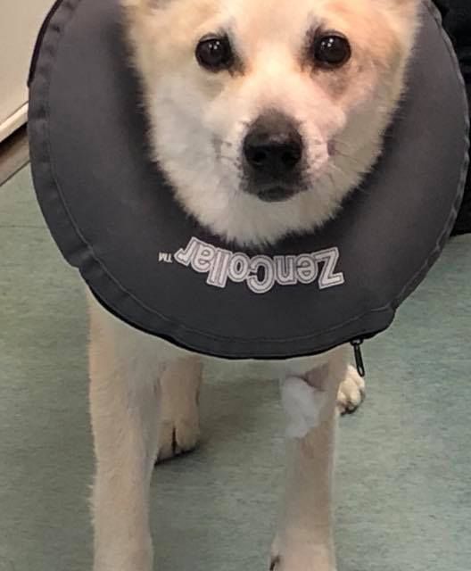 Illustrasjon av oppblåsbar halskrage til hund